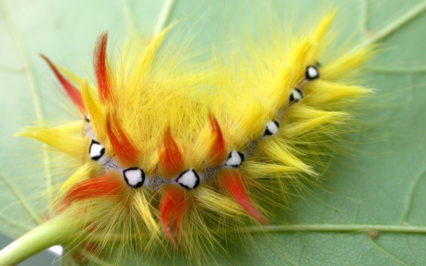 Мохнатая гусеница