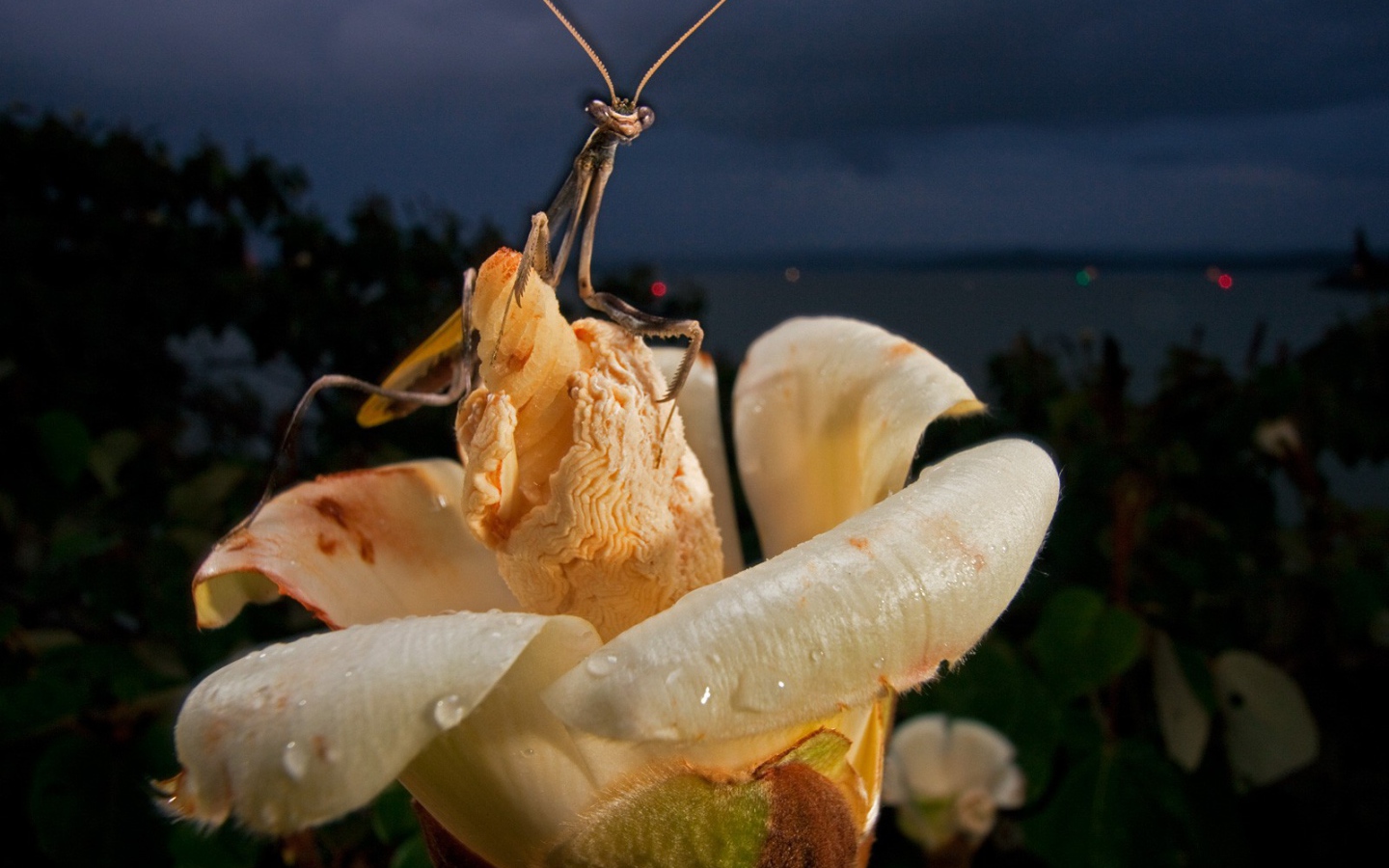 Богомол на цветке