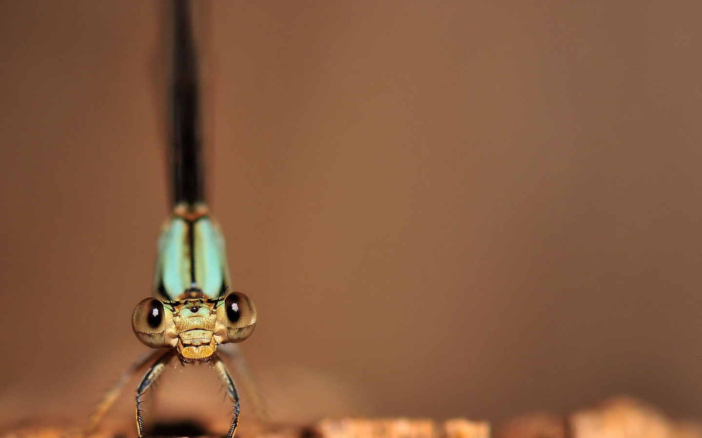 Глаза стрекозы
