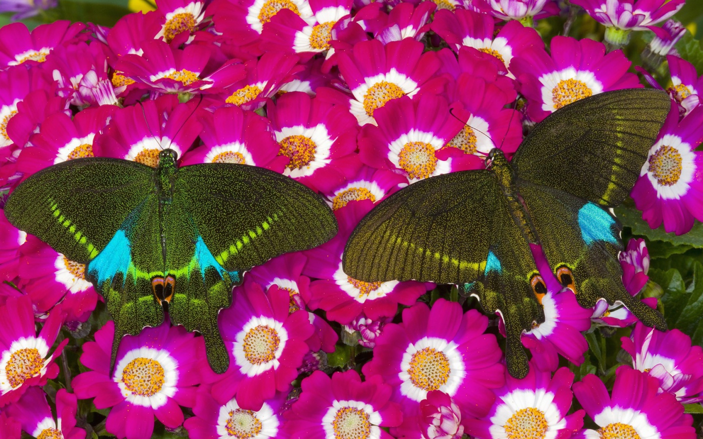 Бабочки на розовых цветах