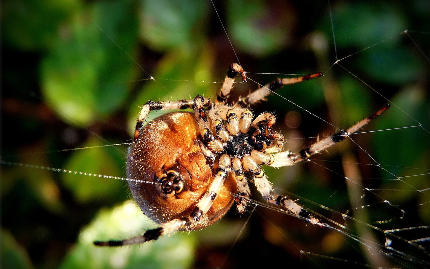 Круглый паук