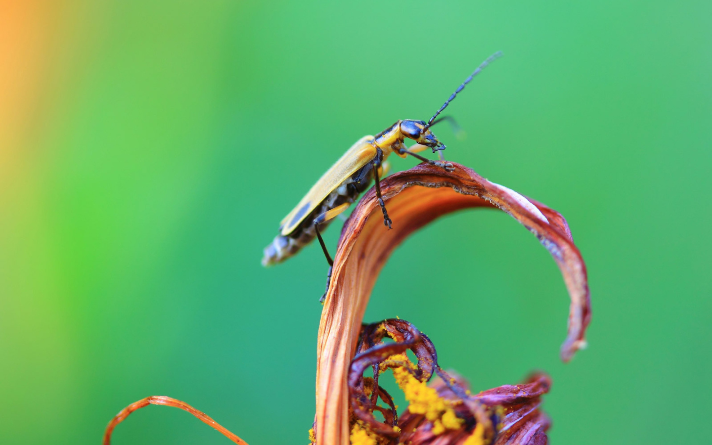 Жук сидит на цветке