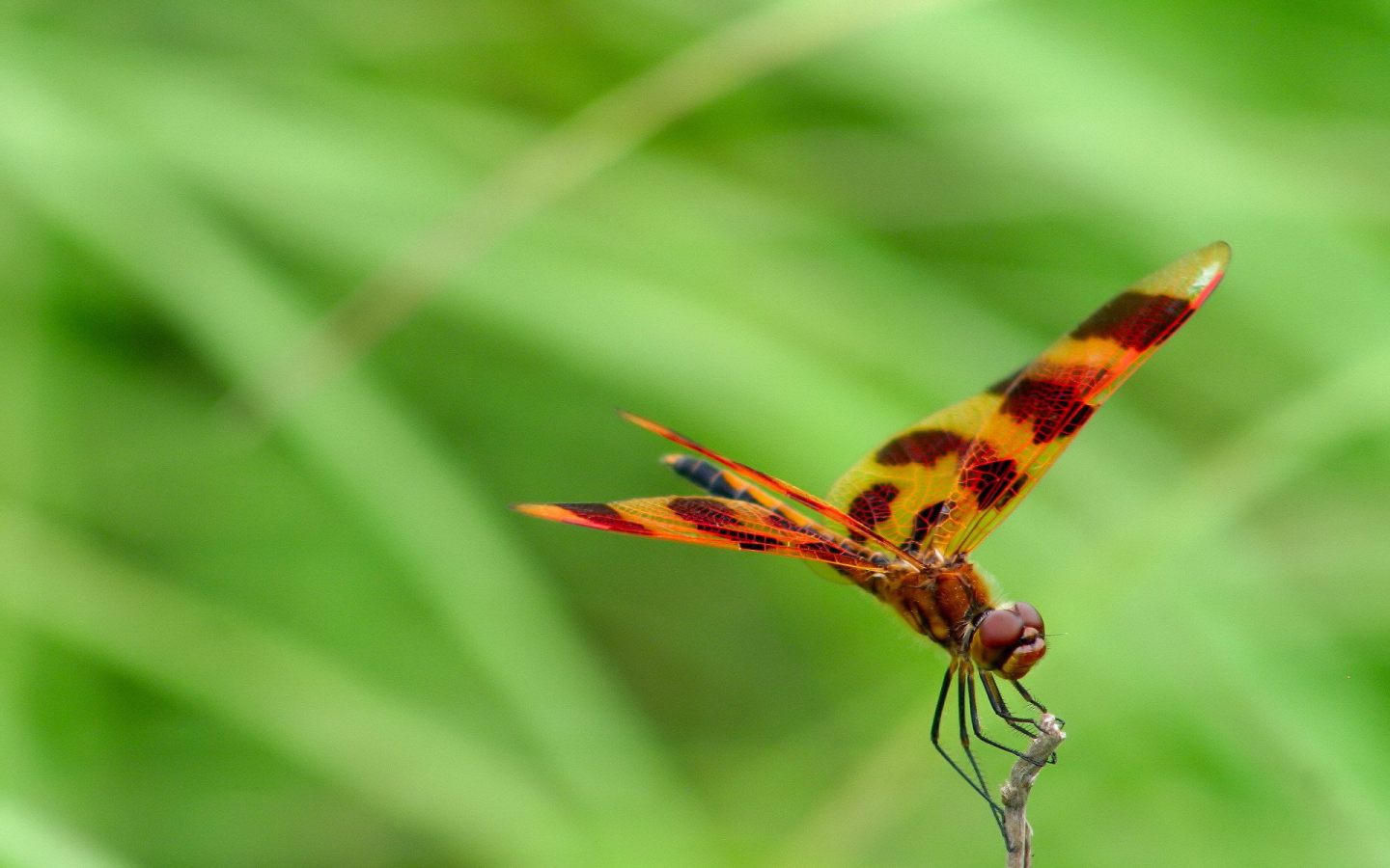 Цветная стрекоза
