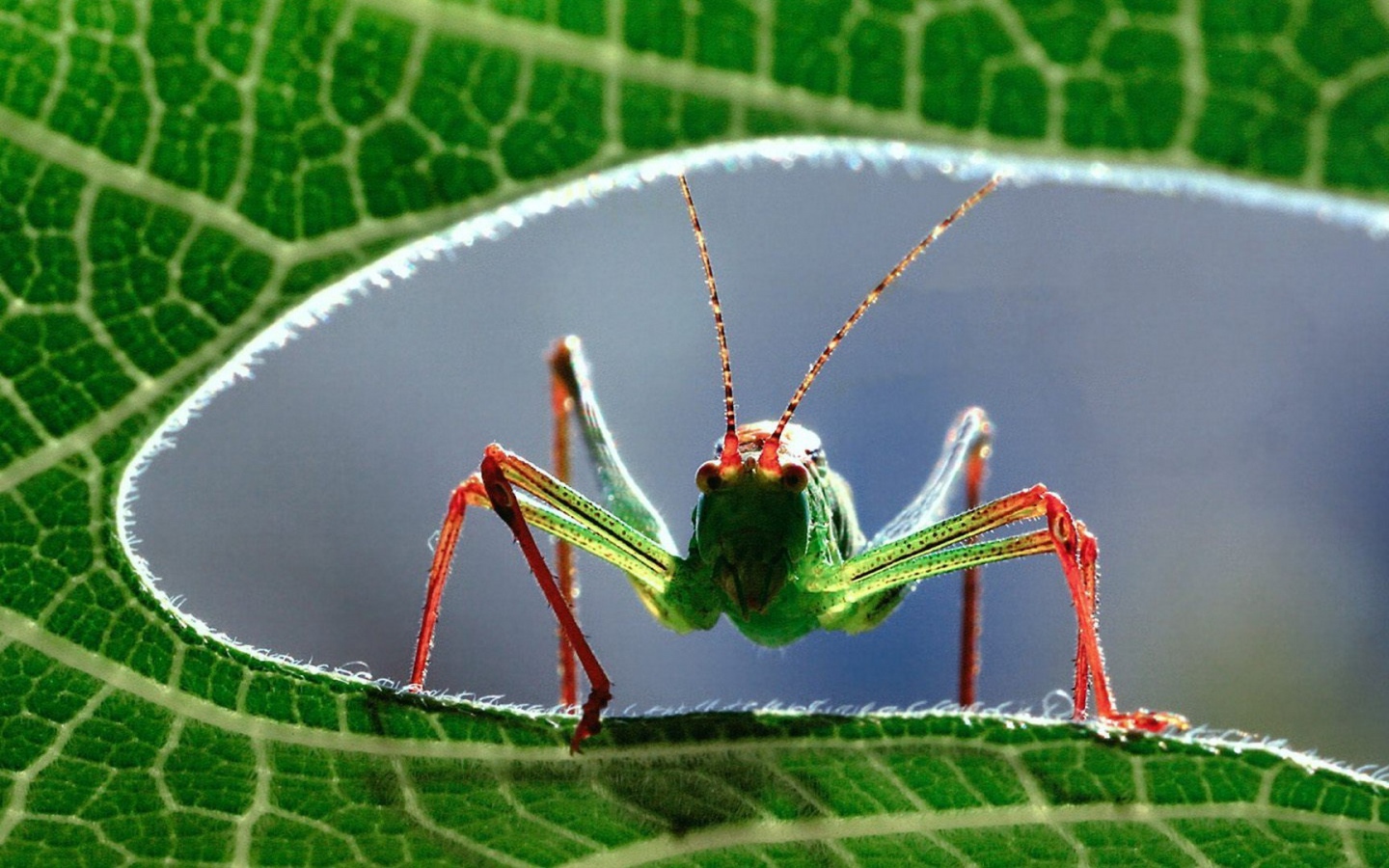 Кузнечик на листе