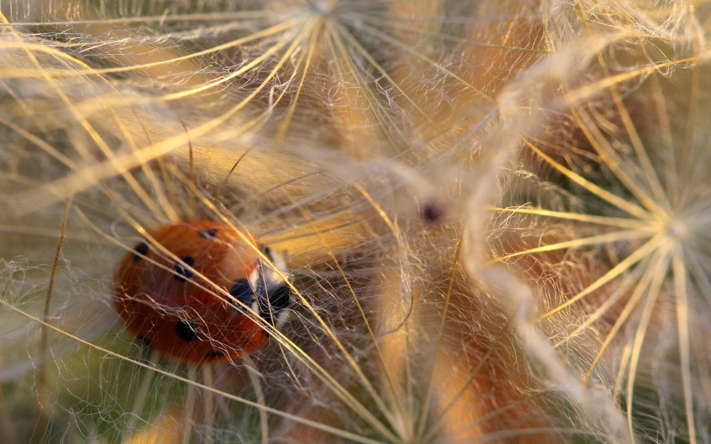 Божья коровка в паутине