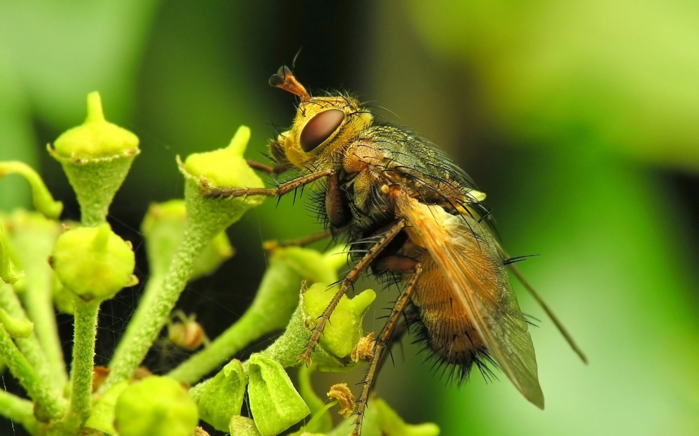 Муха на цветке