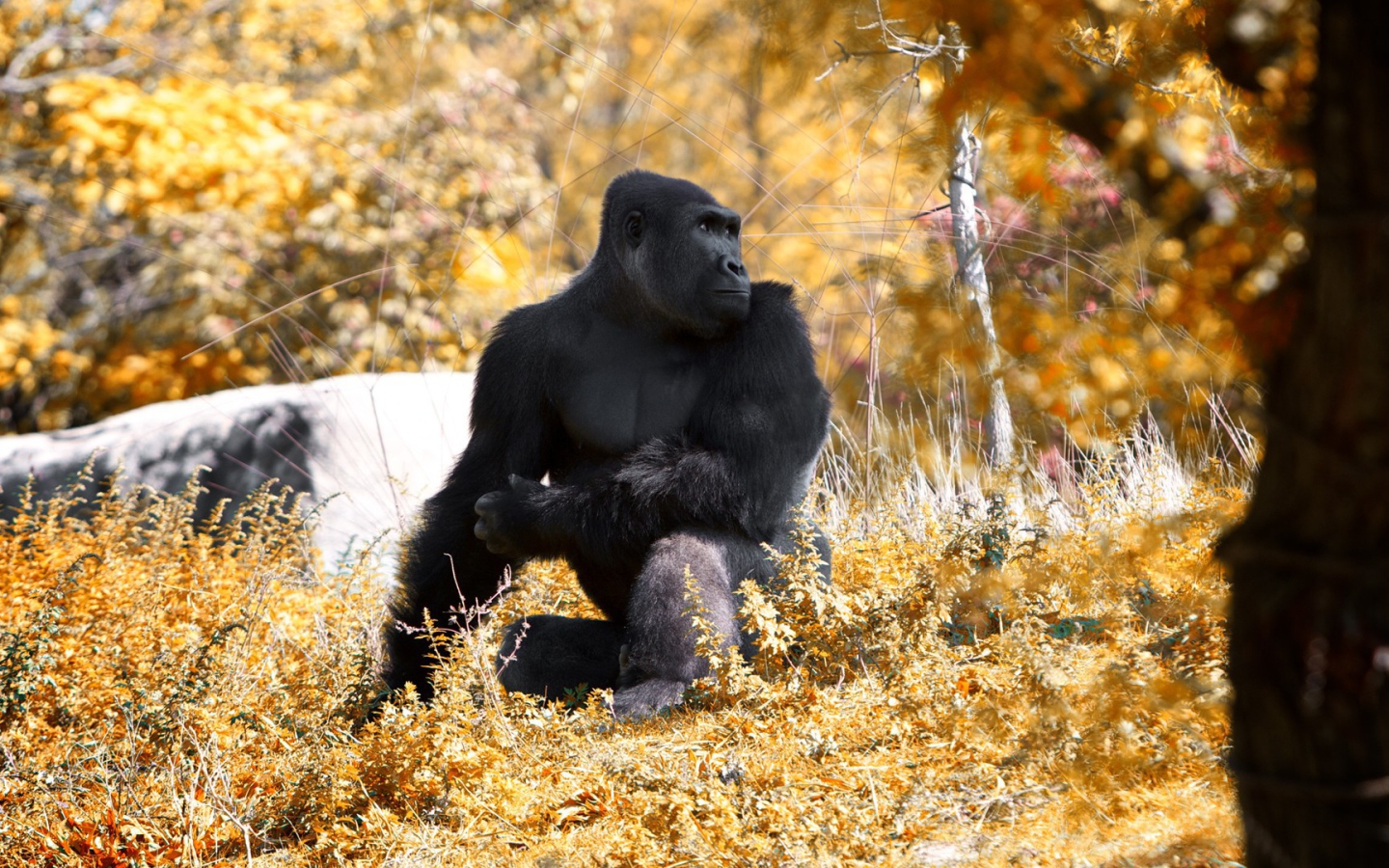 Горилла позирует фотографу