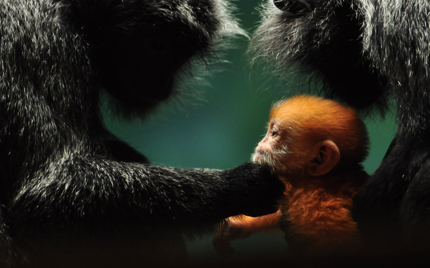 Обезьянья семья