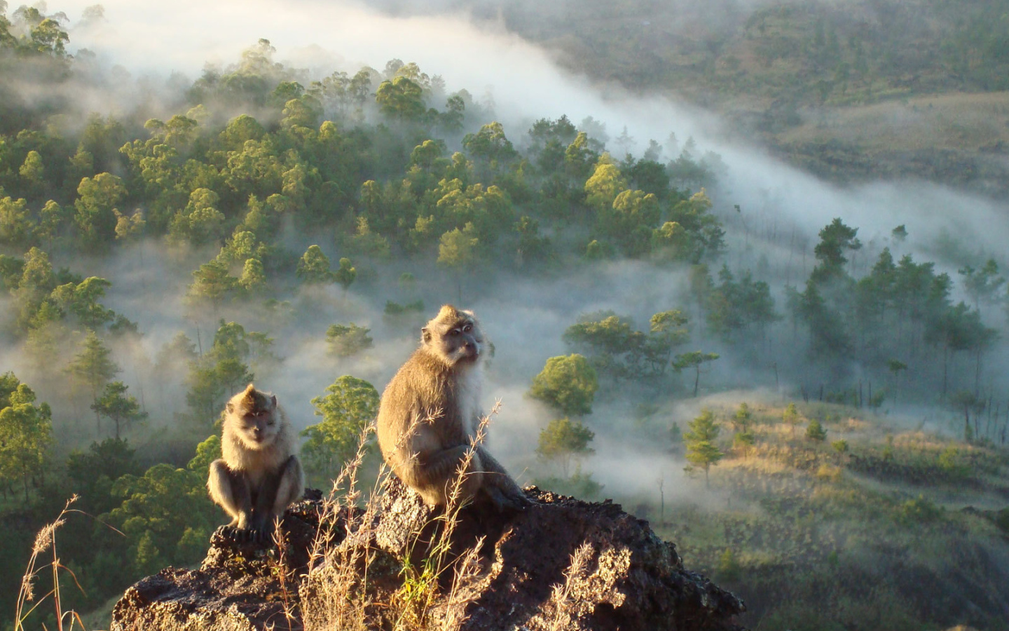 Обезьяны сидят на скале