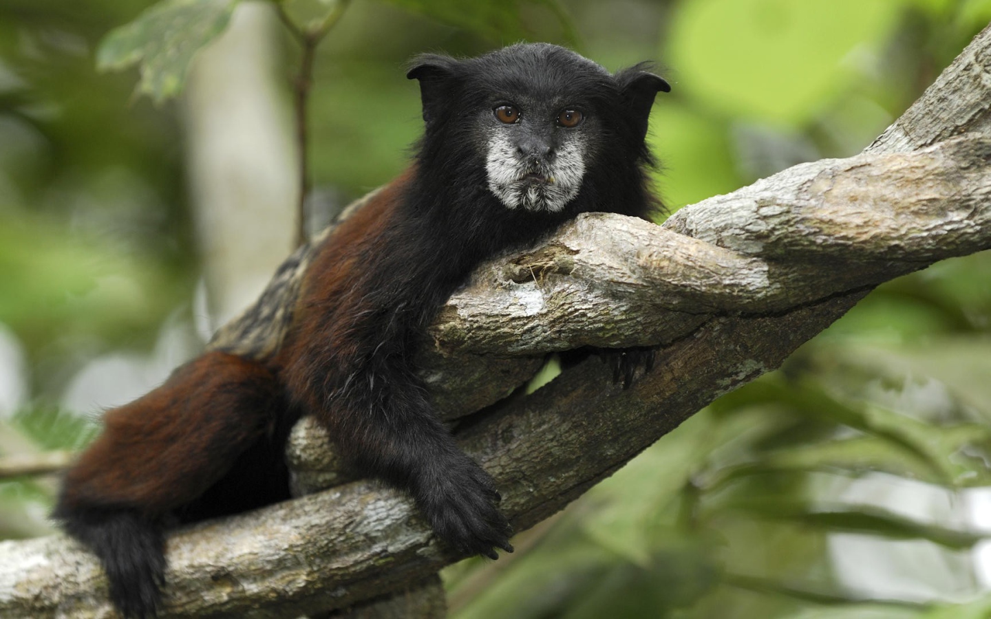 Тамарин в национальном парке Перу