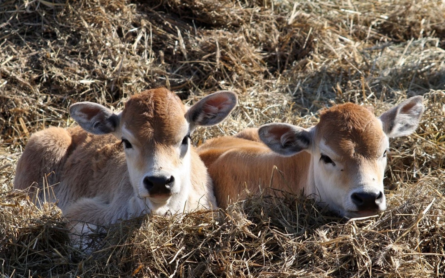Телята лежат на сене