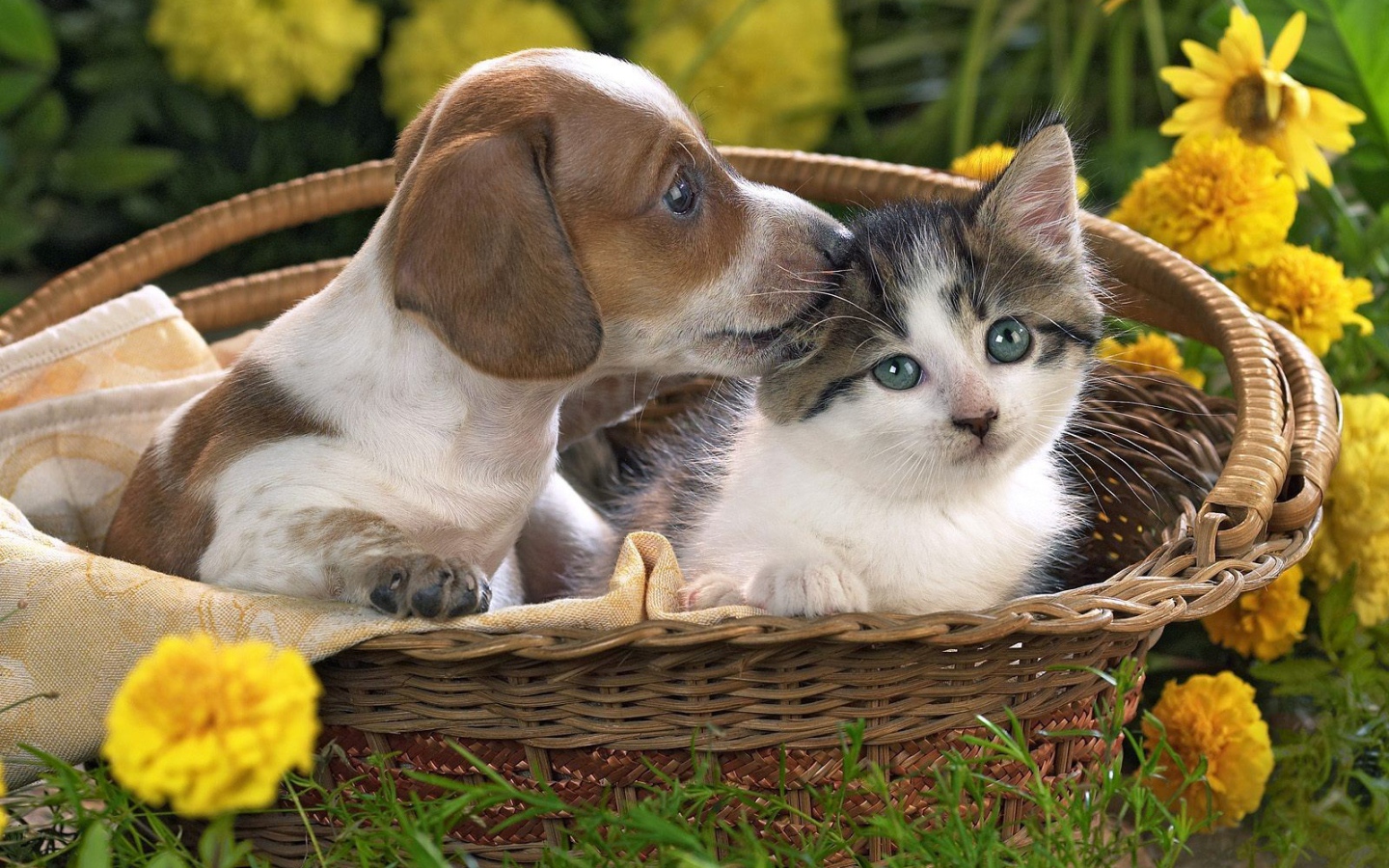 Щенок и котенок в одной корзине
