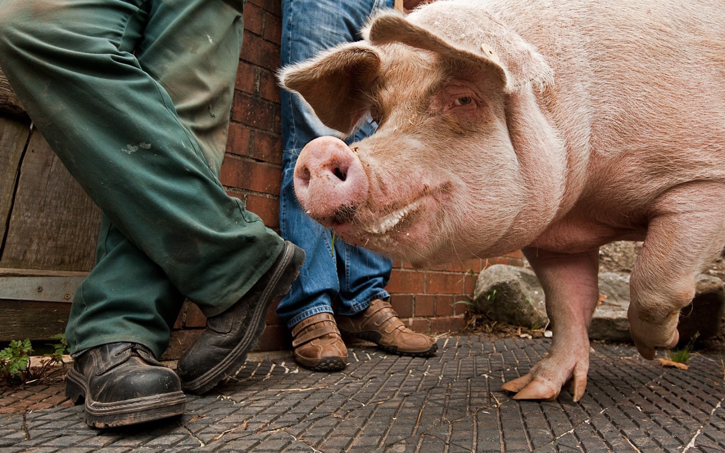 Свинья на улице города