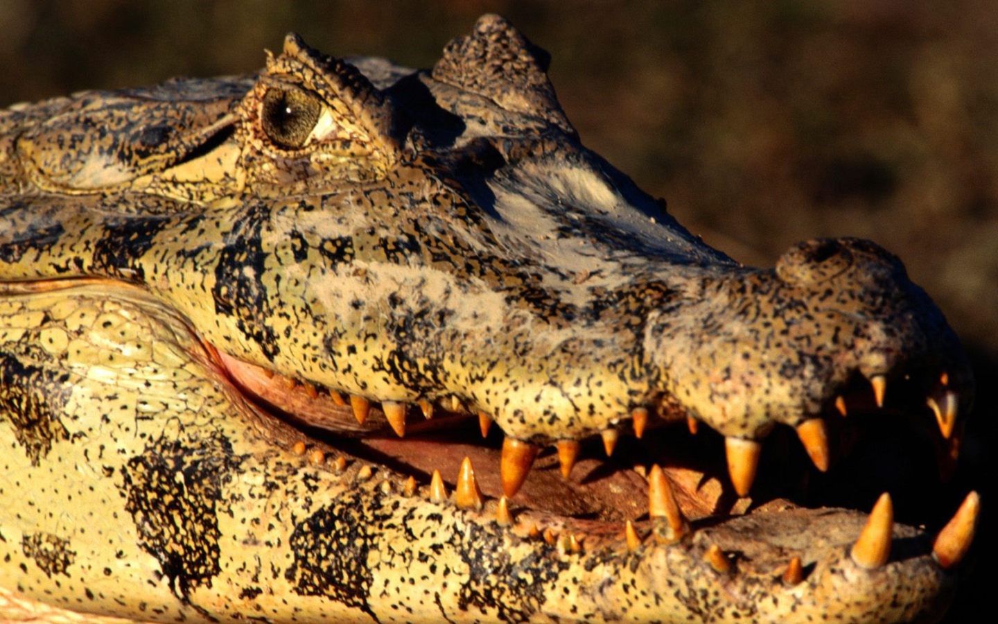 Голова каймана