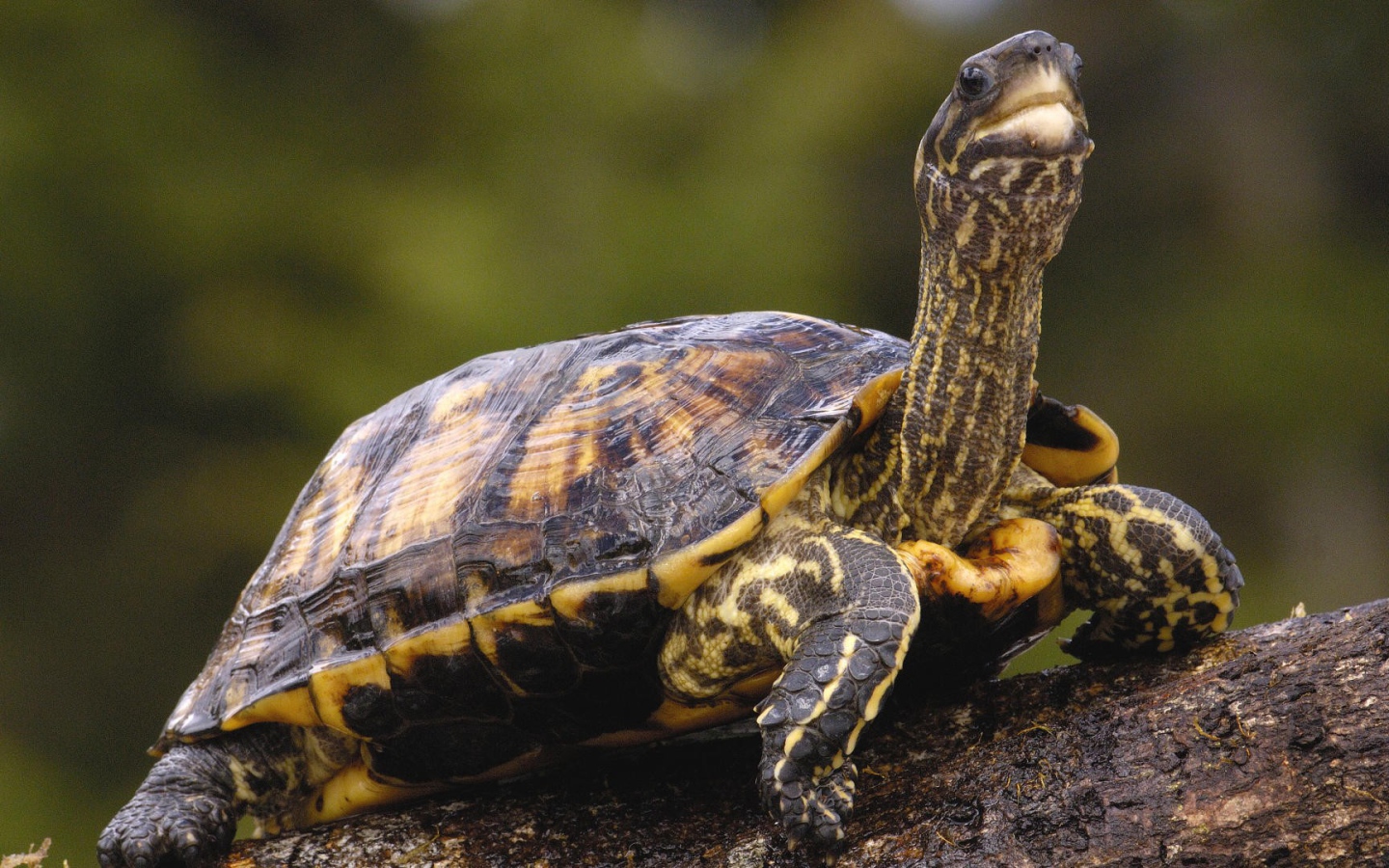 Черепаха с длинной шеей