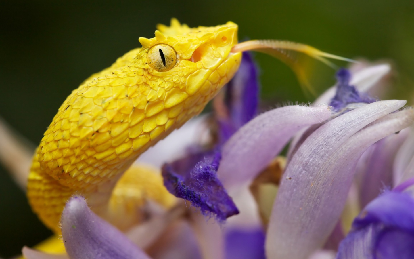 Желтая змея