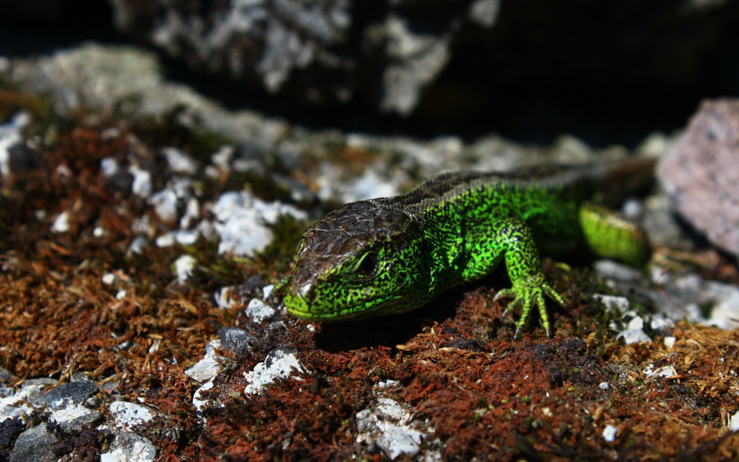 Зеленая ящерица