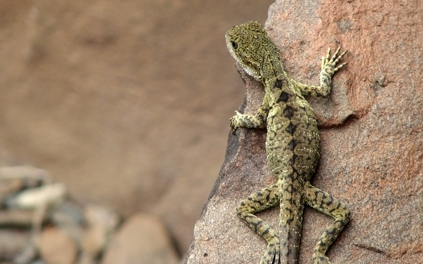 Ящерица на скале