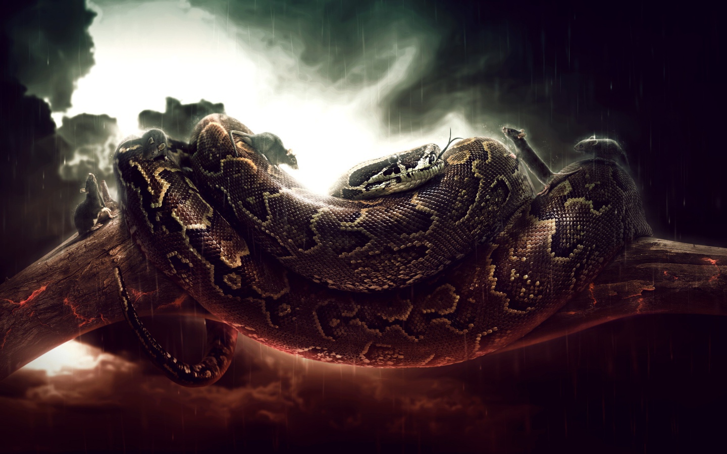 Мыши бегают по удаву