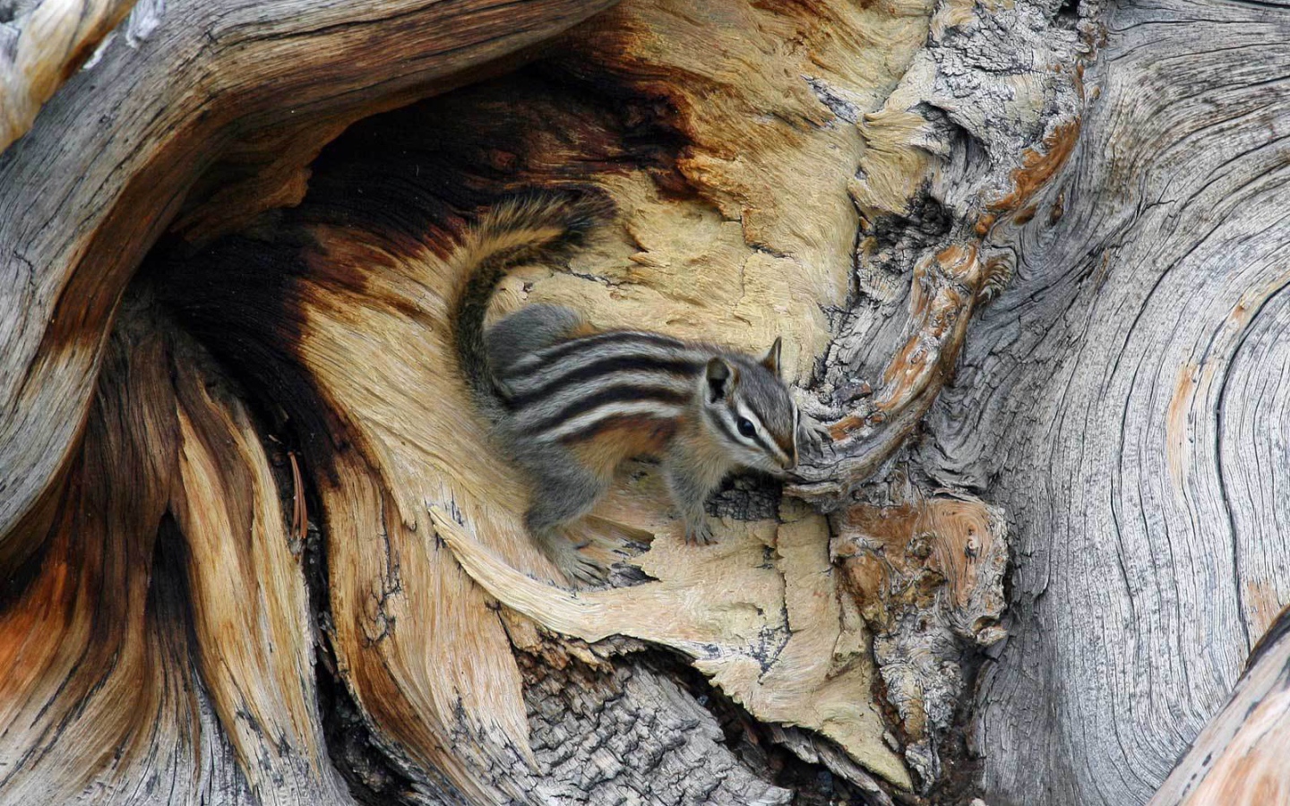 Бурундук на дереве