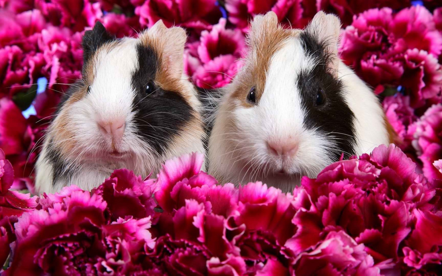 Морские свинки в цветах