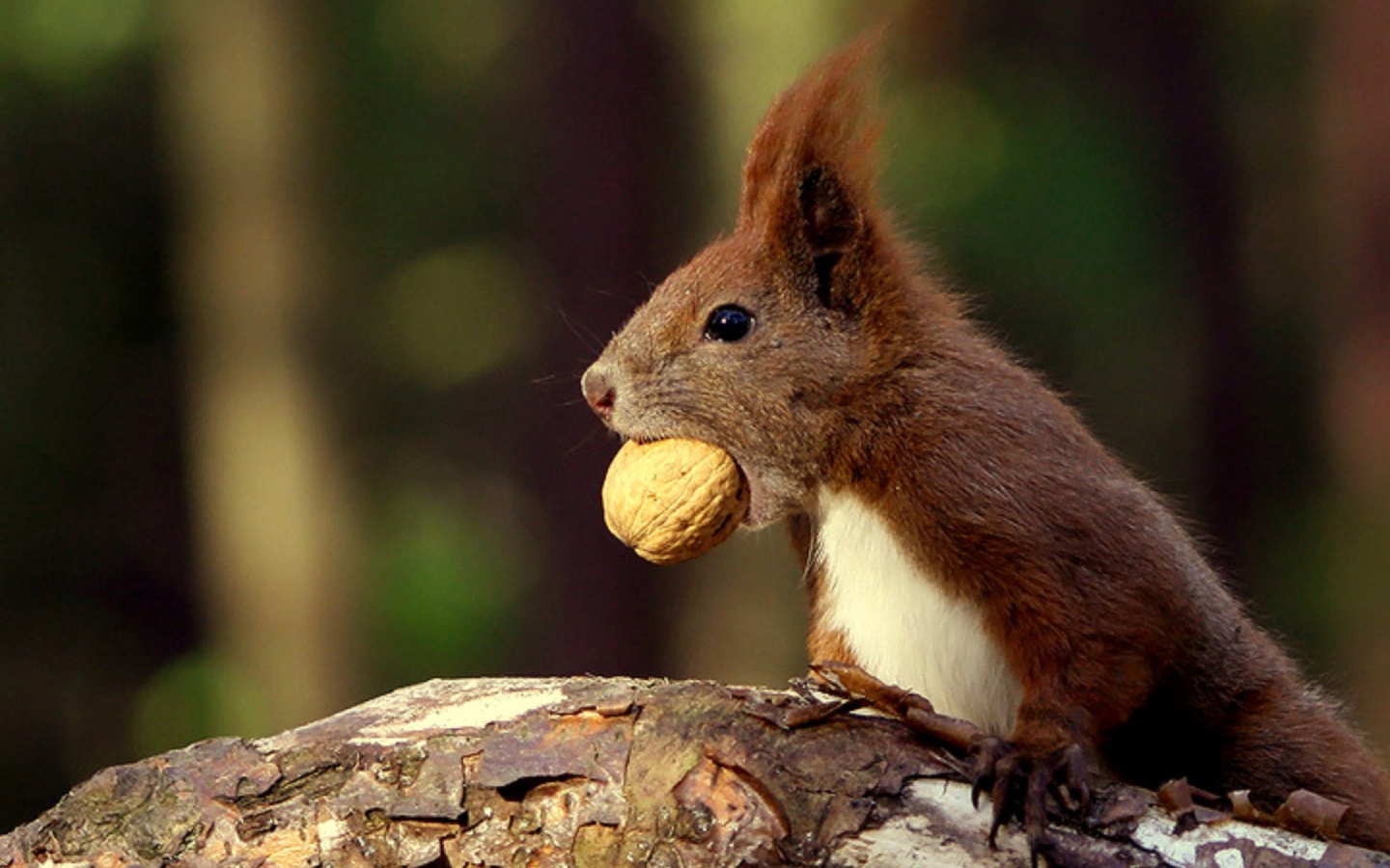 Белка с орехом в зубах
