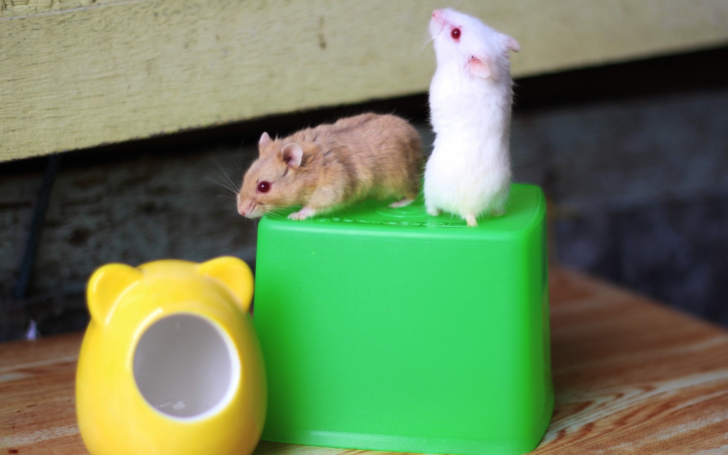 Мыши на свече