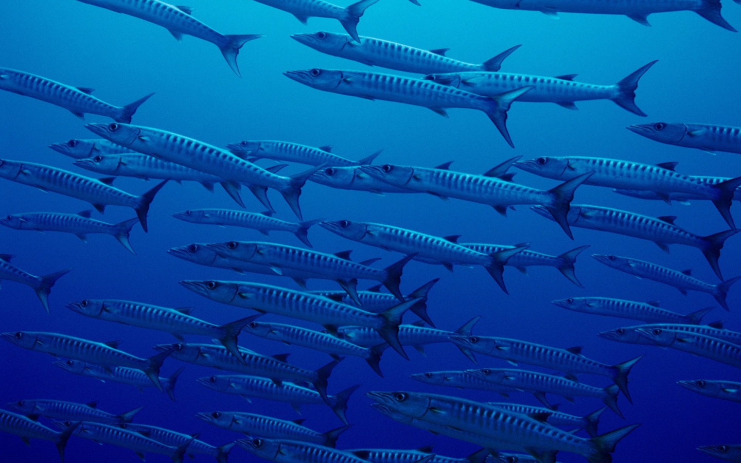 Стая рыб в глубине океана
