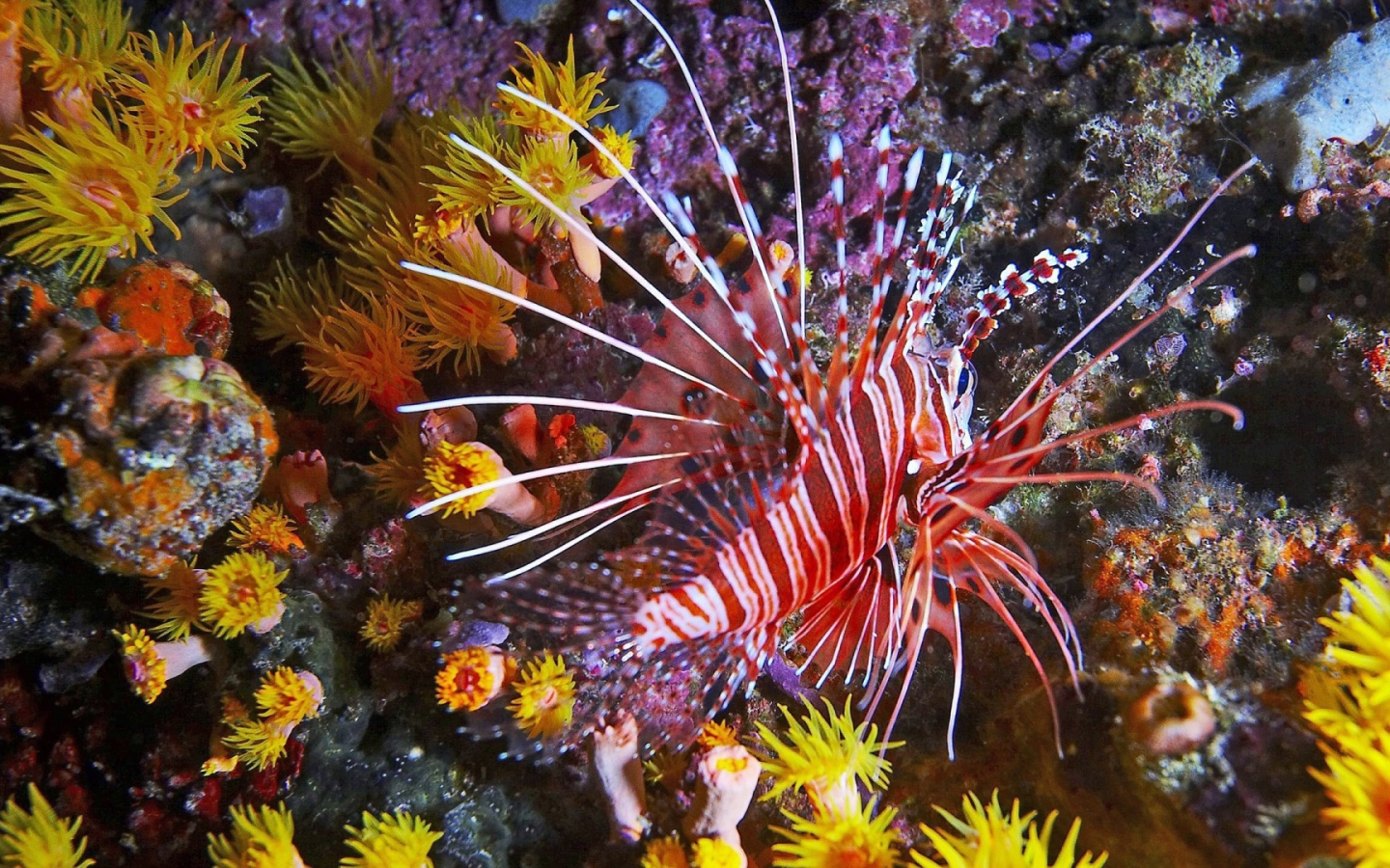 Фантастическая тропическая рыба