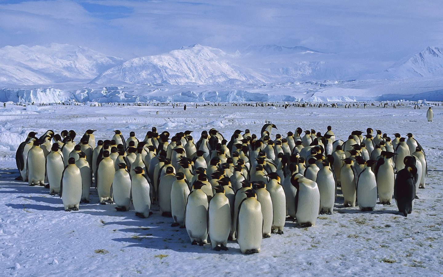 Herd of penguins
