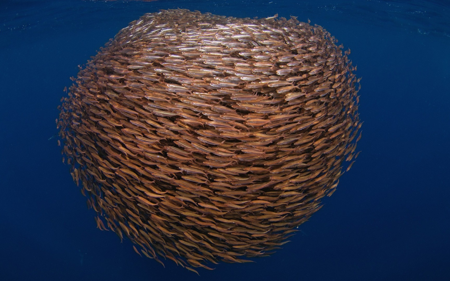 Большой косяк рыбы