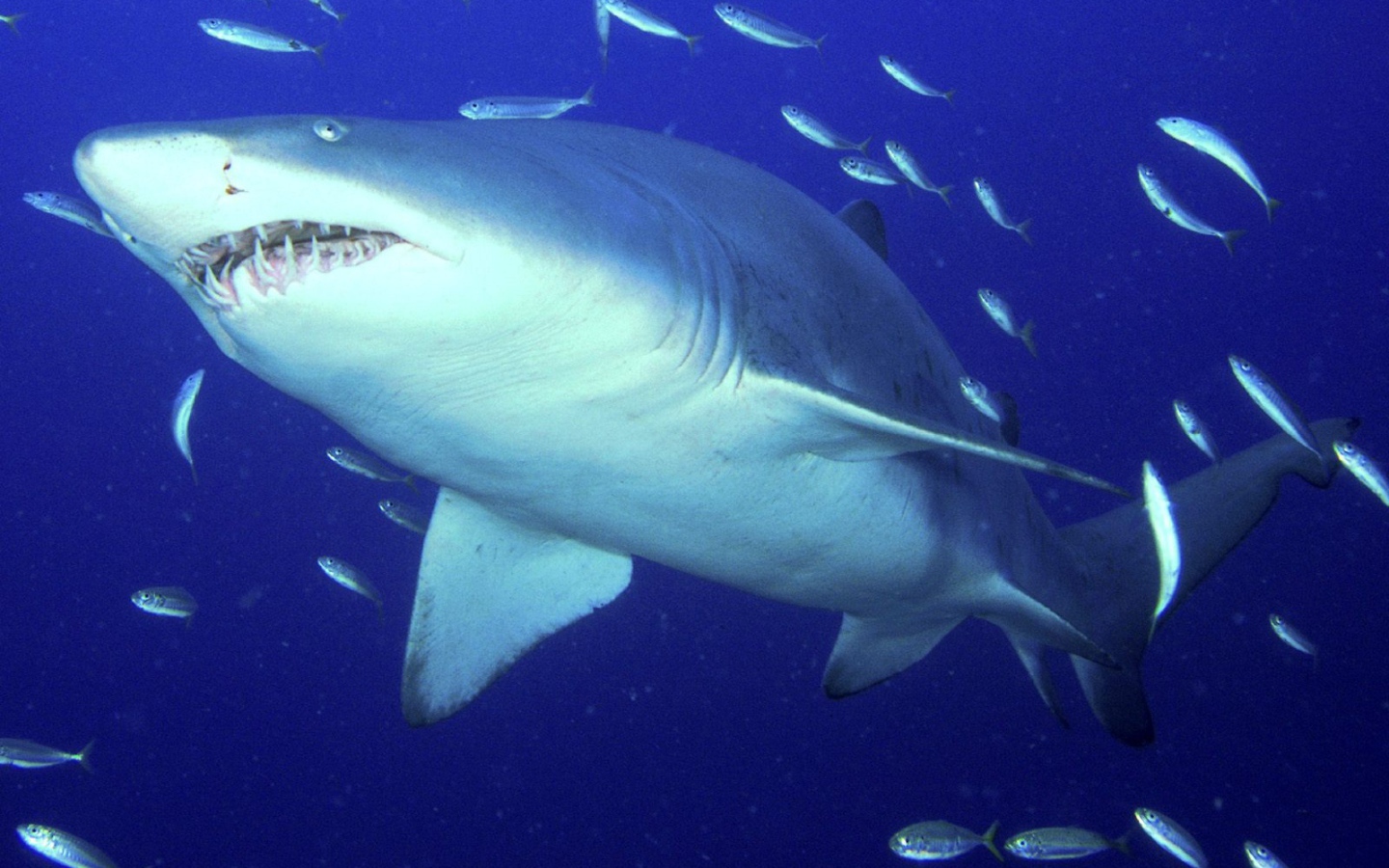 Опасная тигровая акула