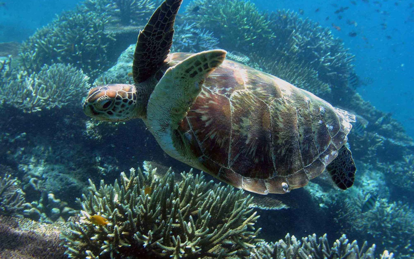 Морская черепаха под водой