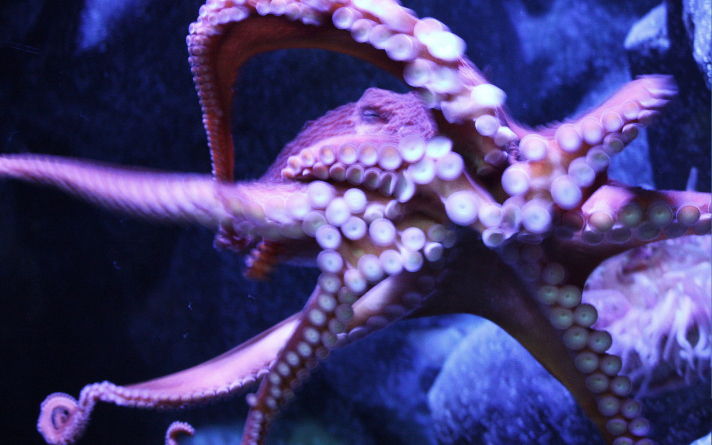 Присоски осьминога