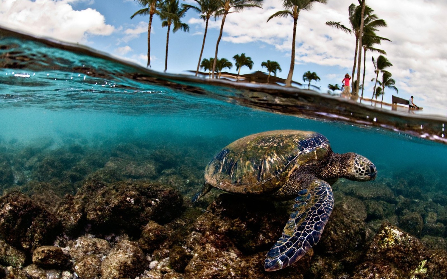 Морская черепаха плывет