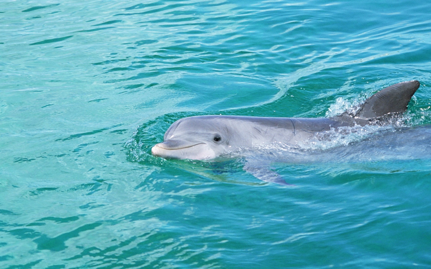 Дельфин смотрит из воды