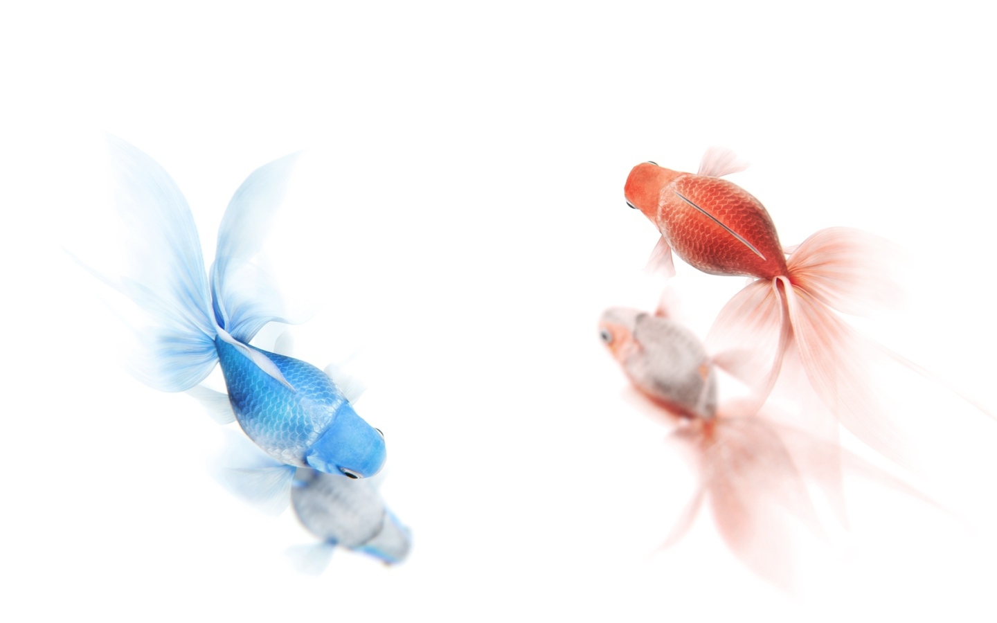 Золотая и синяя рыбы