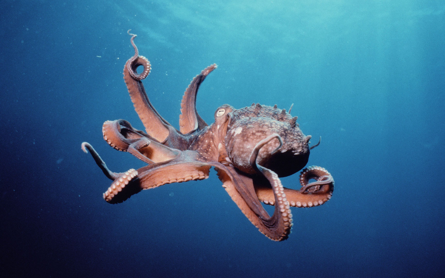 Осьминог в океане