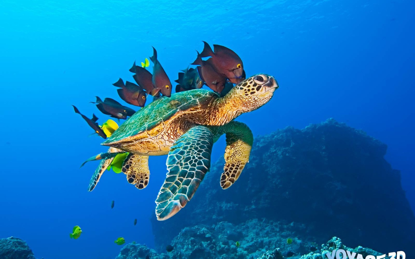Морская черепаха и рыбы