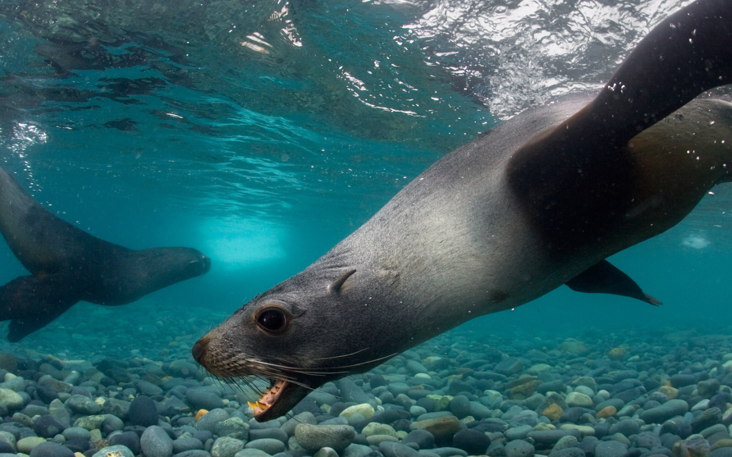 Тюлени под водой