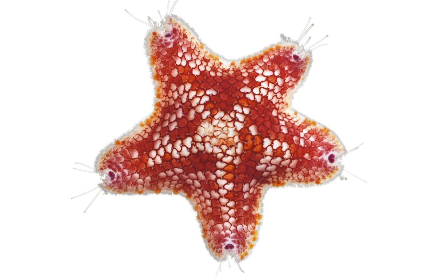 Морская звезда