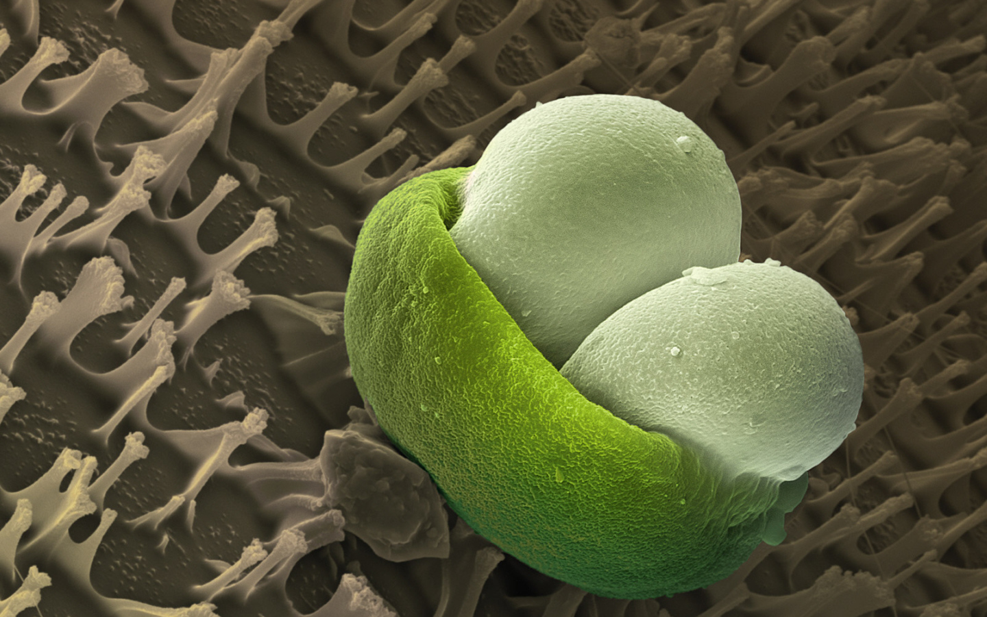 Подводная жизнь