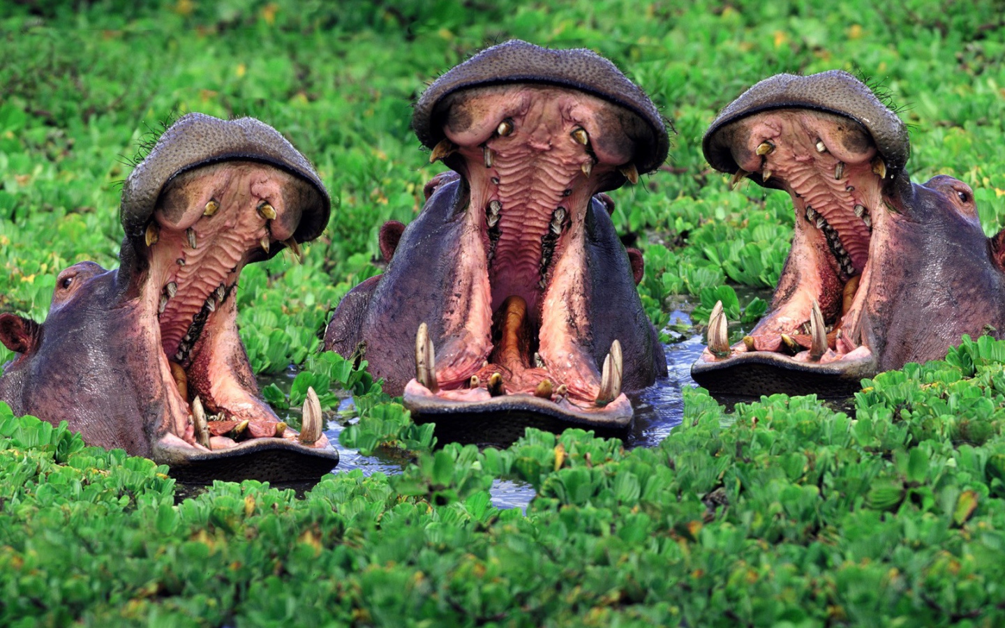 Бегемоты открыли пасть