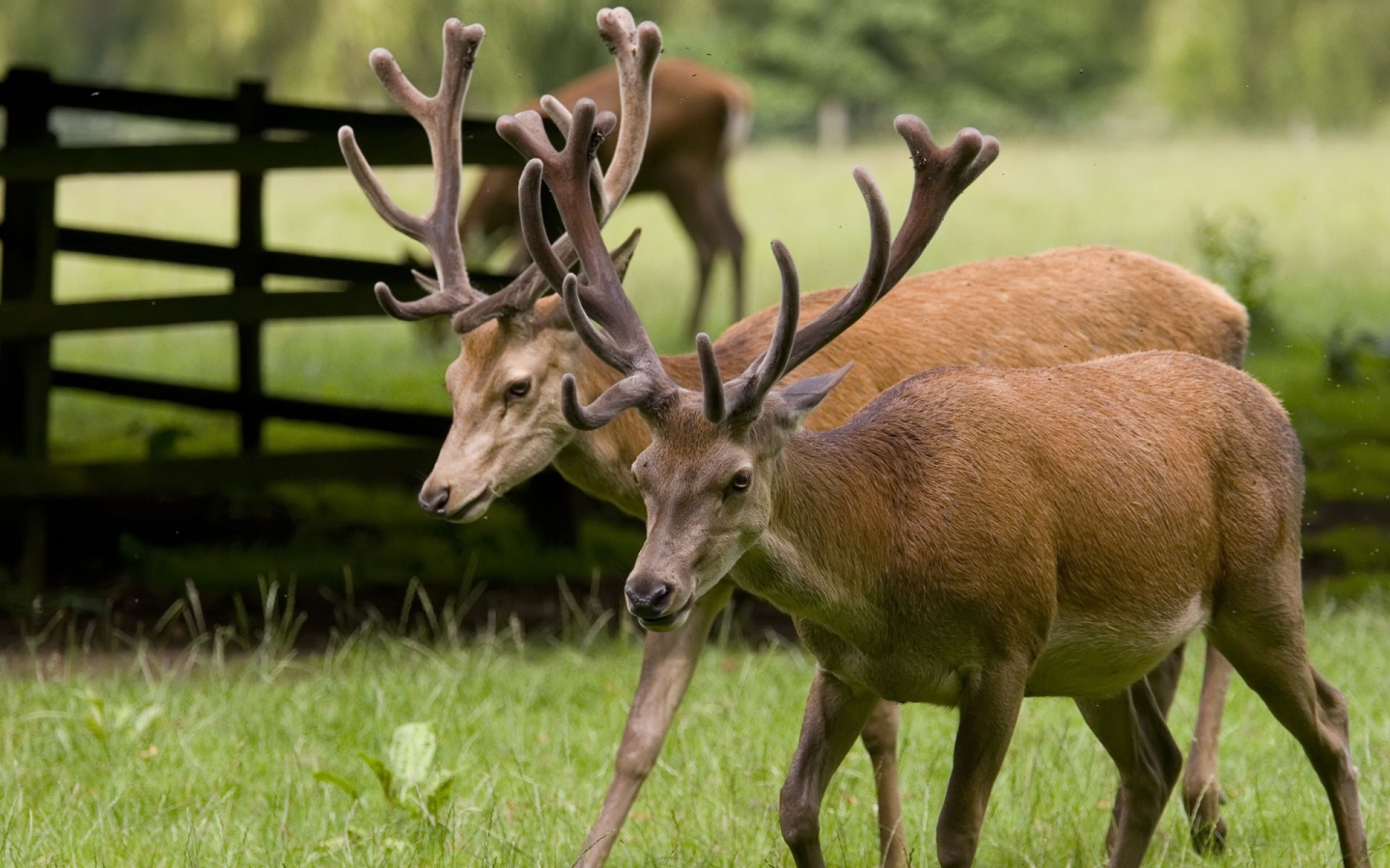 Пара оленей на природе