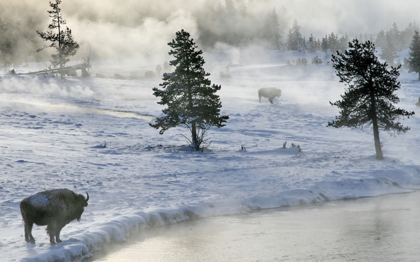 Бизоны пасутся на снегу