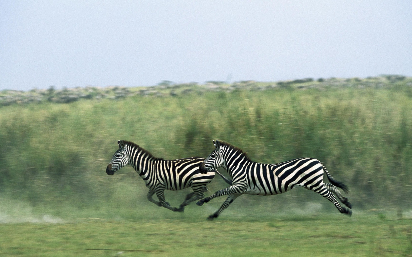 Зебры бегут