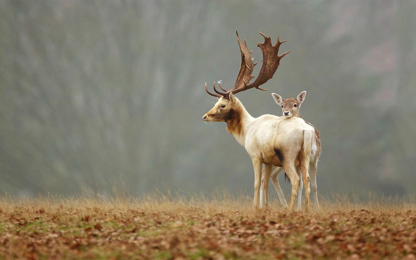 Пара оленей