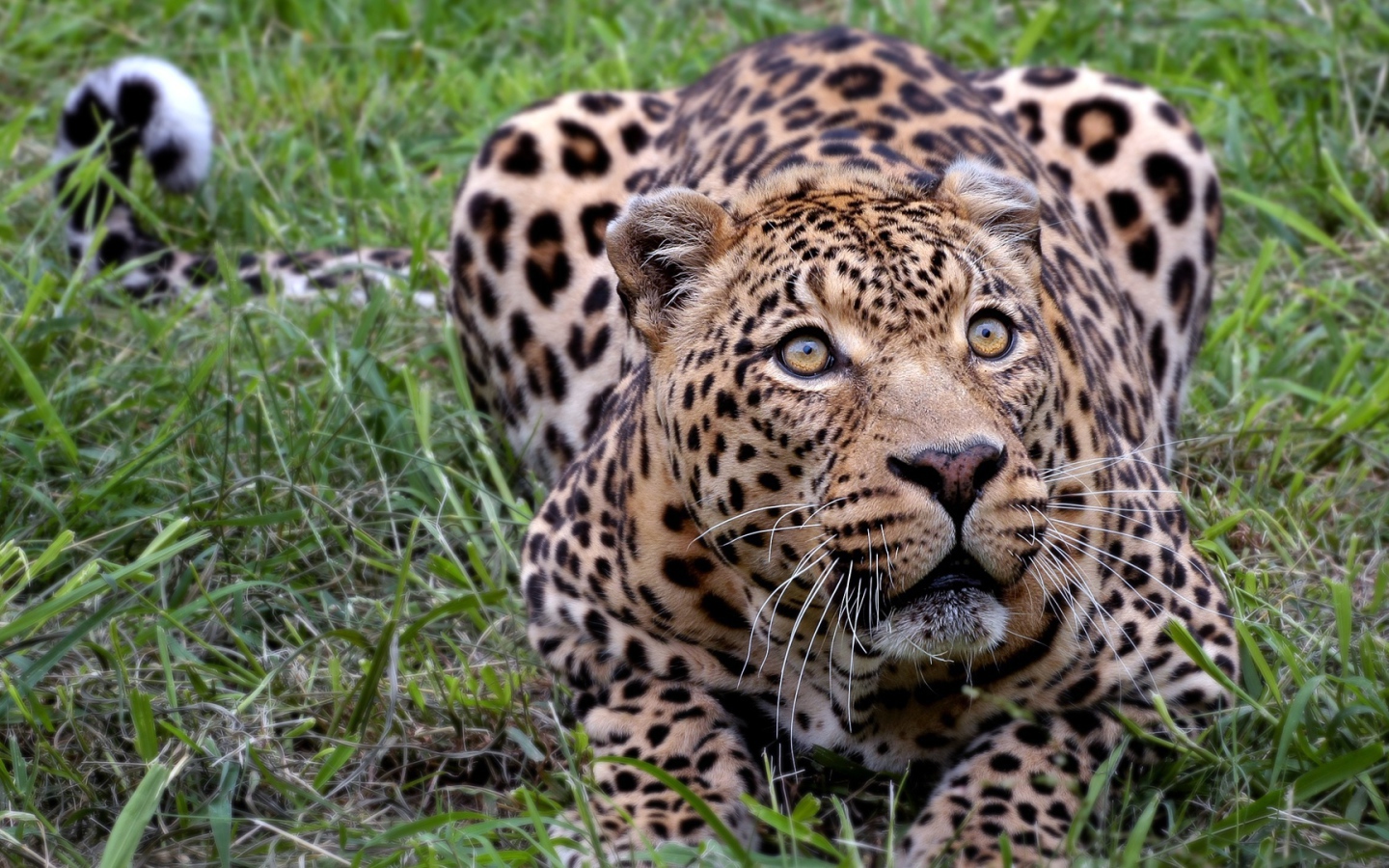 Африканский леопард