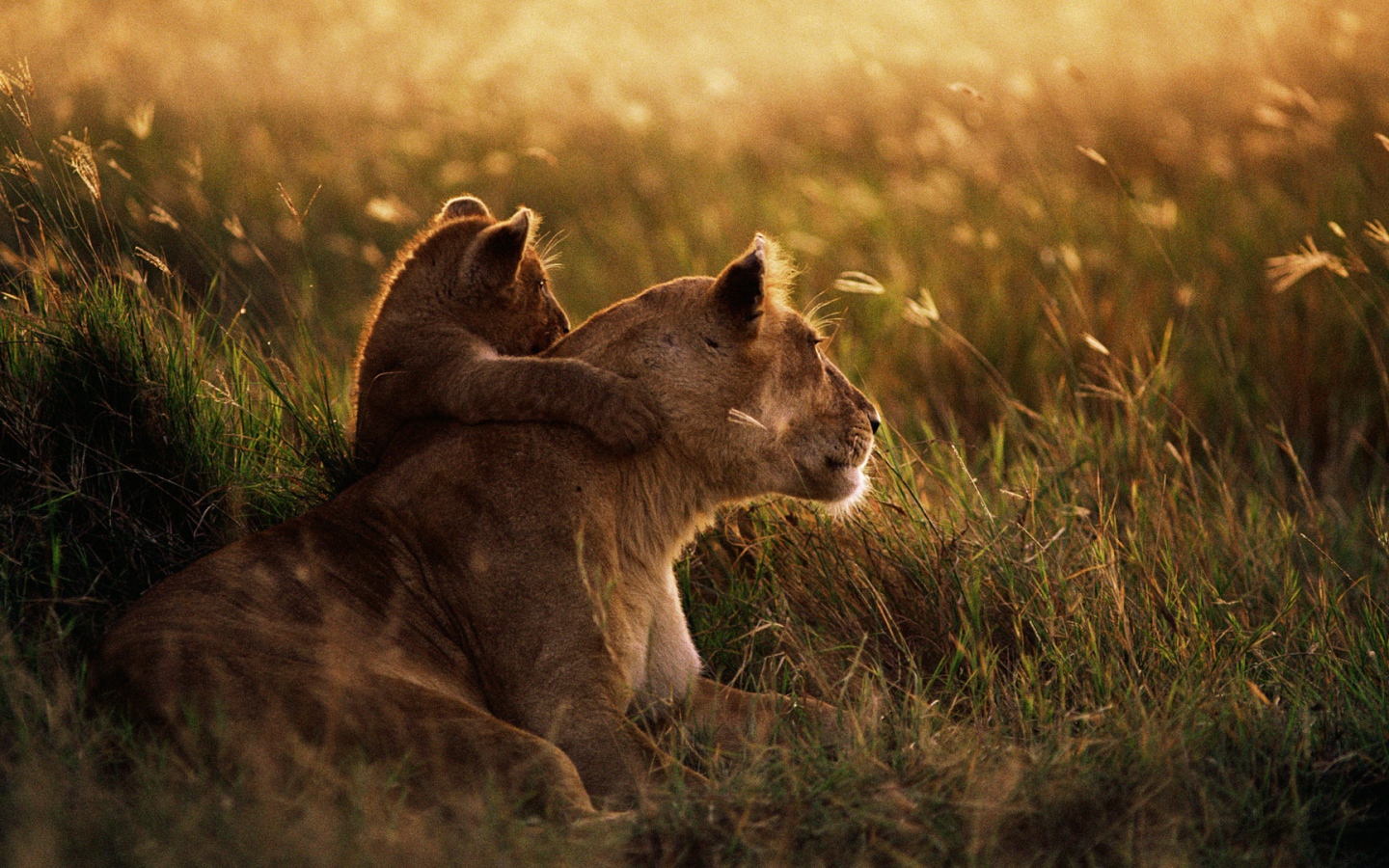 Африканский лев