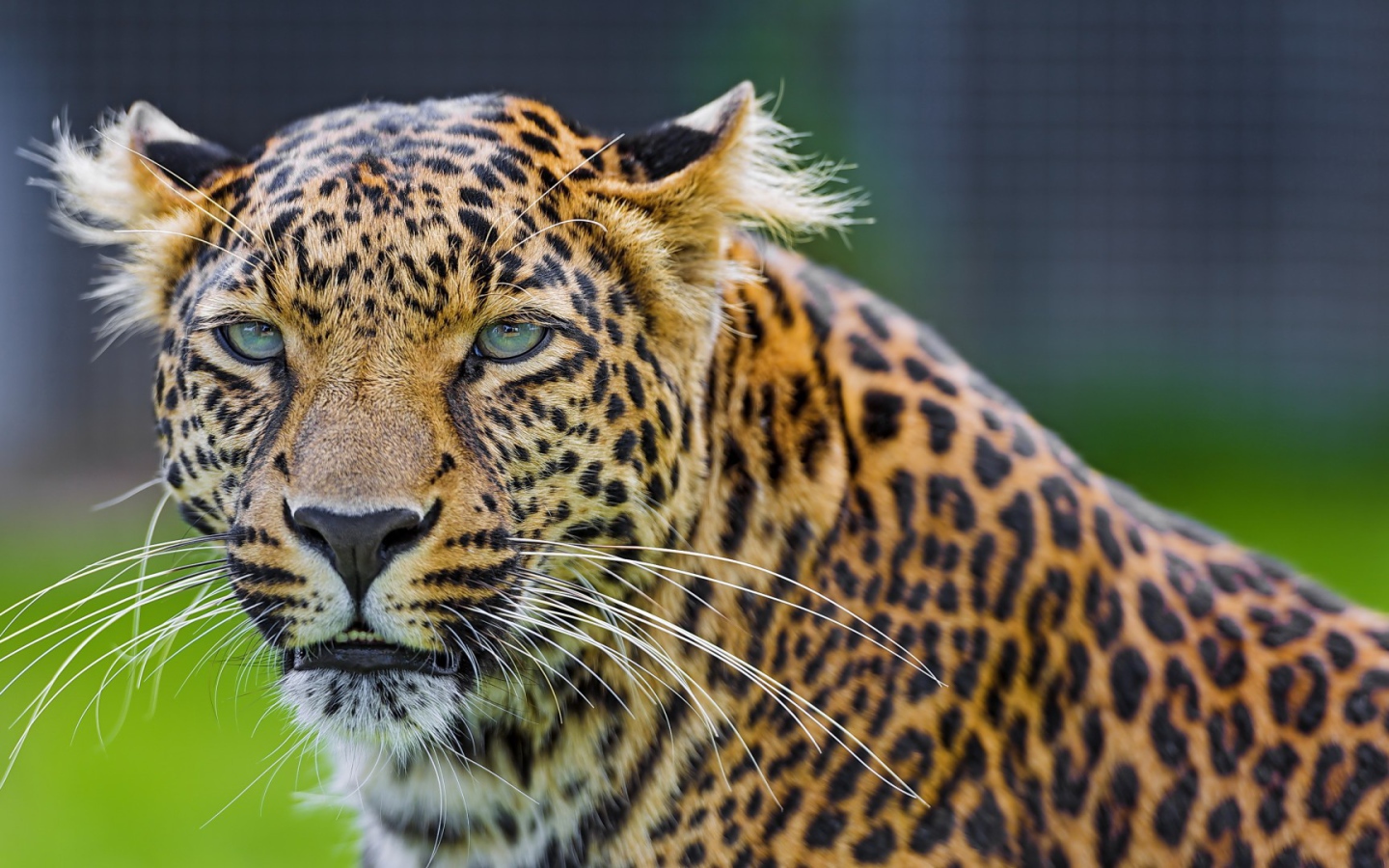 Восхитительный леопард